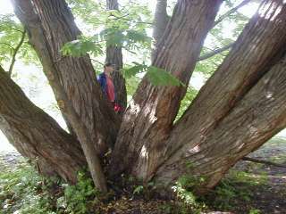 cym in a tree